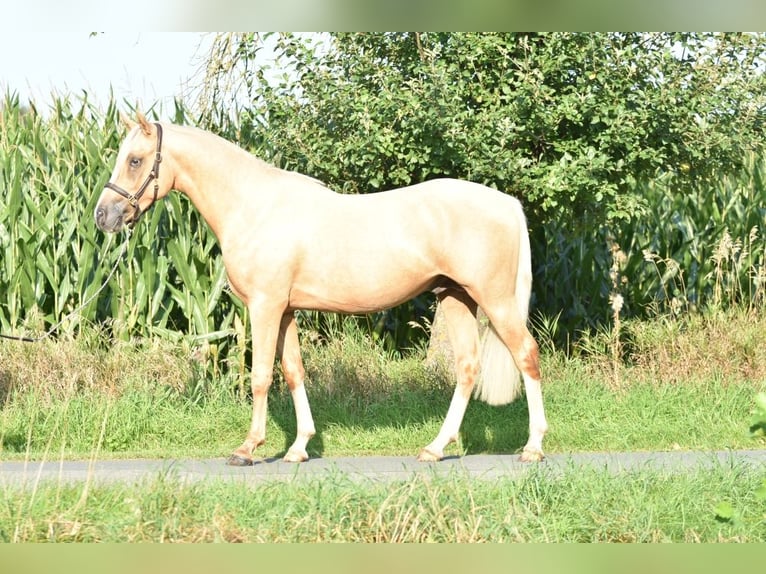 German Riding Pony Stallion 3 years 14,1 hh Palomino in Raddestorf