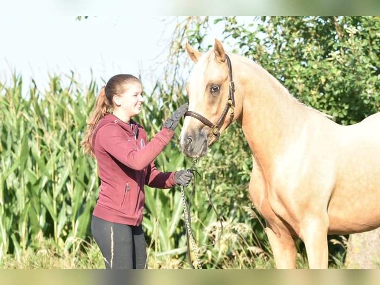 German Riding Pony Stallion 3 years 14,1 hh Palomino in Raddestorf