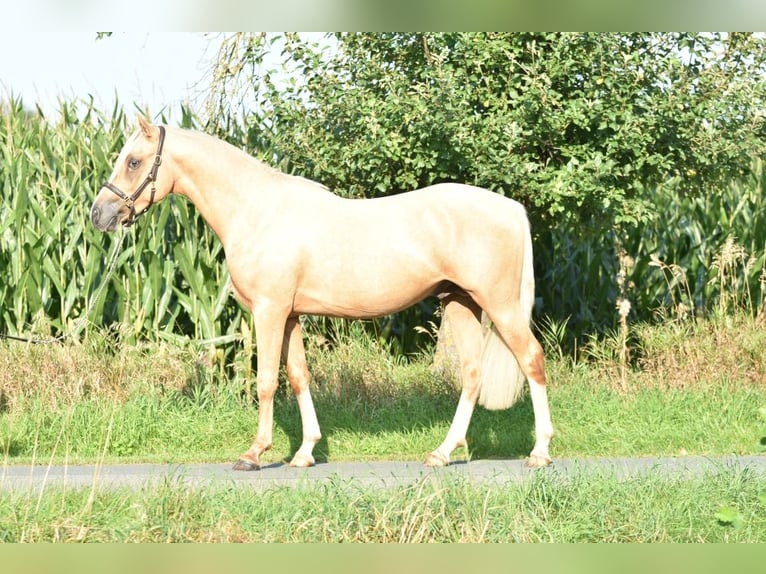 German Riding Pony Stallion 3 years 14,1 hh Palomino in Raddestorf