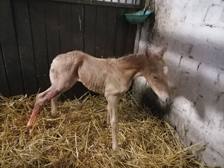 German Riding Pony Stallion 3 years 14,1 hh Palomino in Frankenberg (Eder)