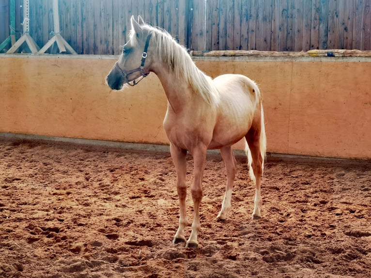 German Riding Pony Stallion 3 years 14,1 hh Palomino in Frankenberg (Eder)