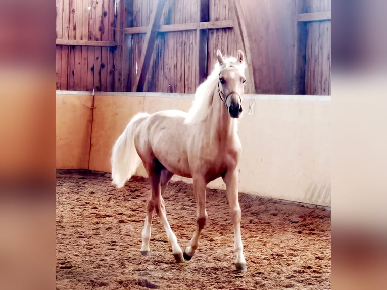 German Riding Pony Stallion 3 years 14,1 hh Palomino in Frankenberg (Eder)