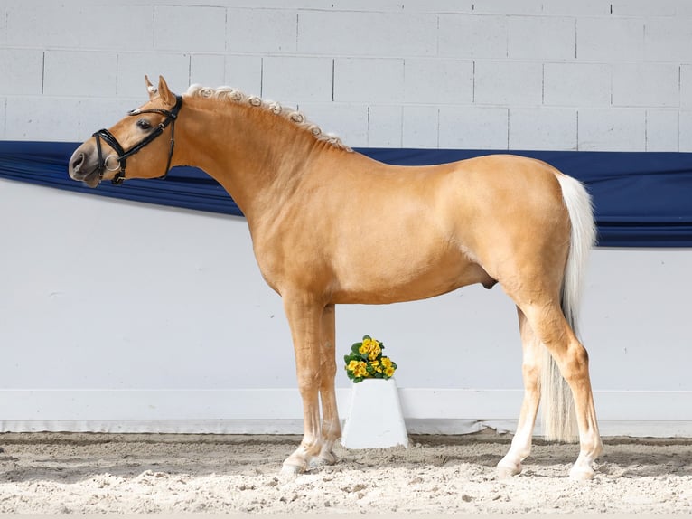 German Riding Pony Stallion 3 years 14.1 hh Palomino in Marsberg