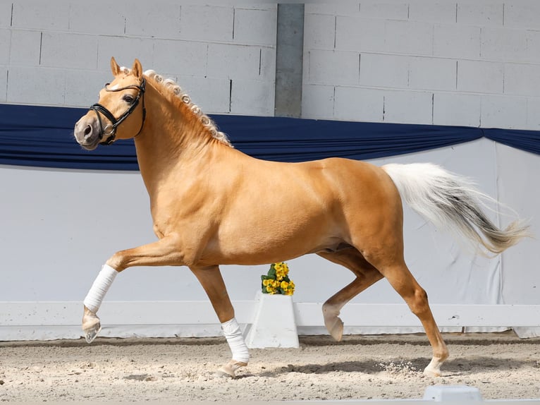 German Riding Pony Stallion 3 years 14.1 hh Palomino in Marsberg