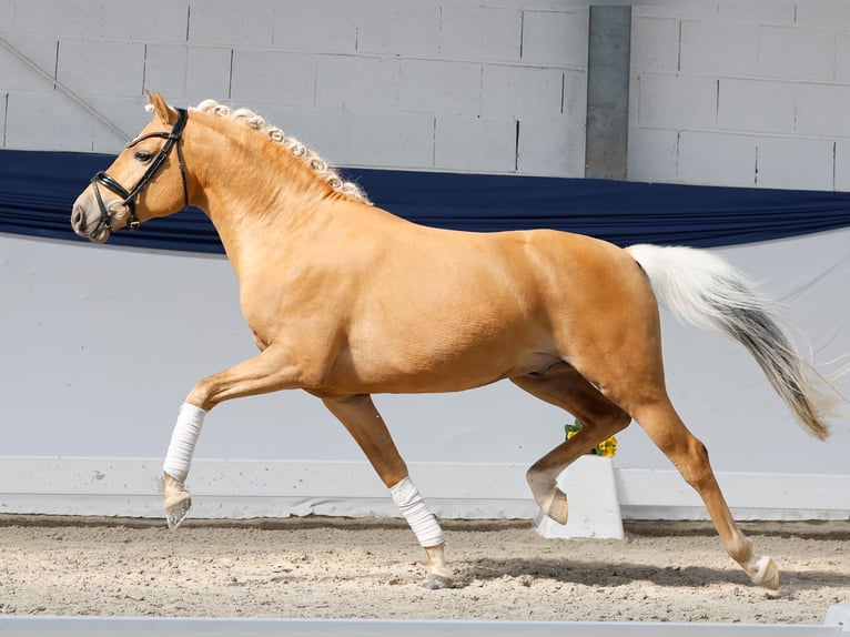 German Riding Pony Stallion 3 years 14.1 hh Palomino in Marsberg