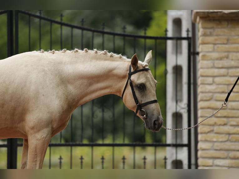 German Riding Pony Stallion 3 years 14,1 hh Palomino in Izsak