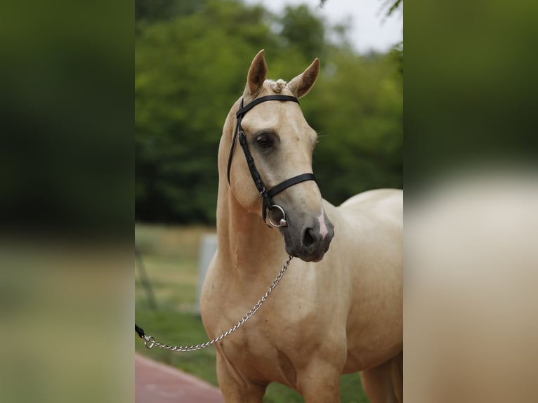 German Riding Pony Stallion 3 years 14,1 hh Palomino in Izsak