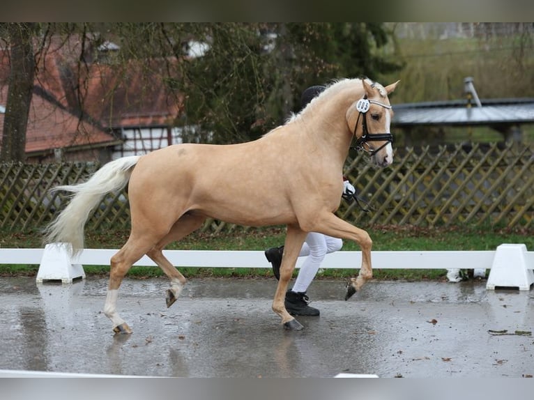 German Riding Pony Stallion 3 years 14,1 hh Palomino in Markgröningen