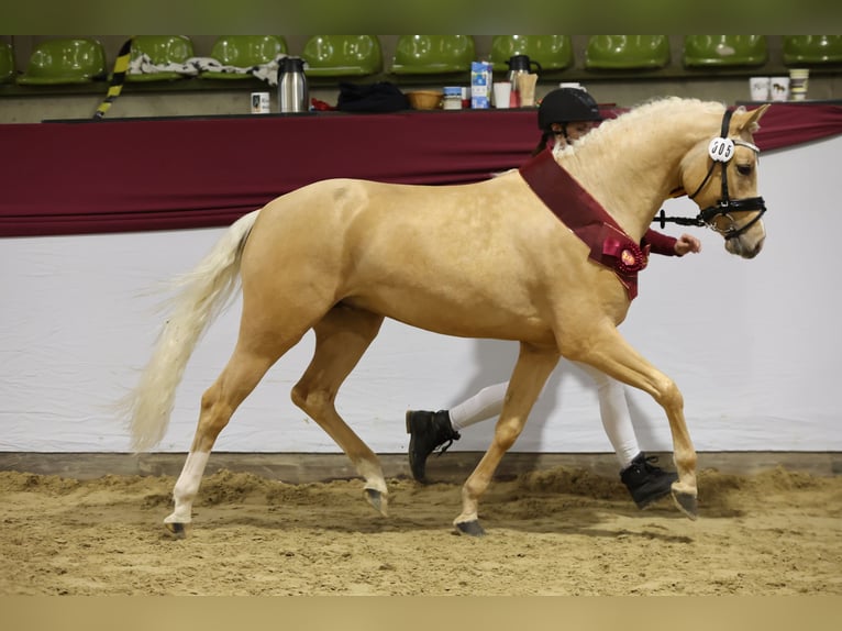 German Riding Pony Stallion 3 years 14,1 hh Palomino in Markgröningen
