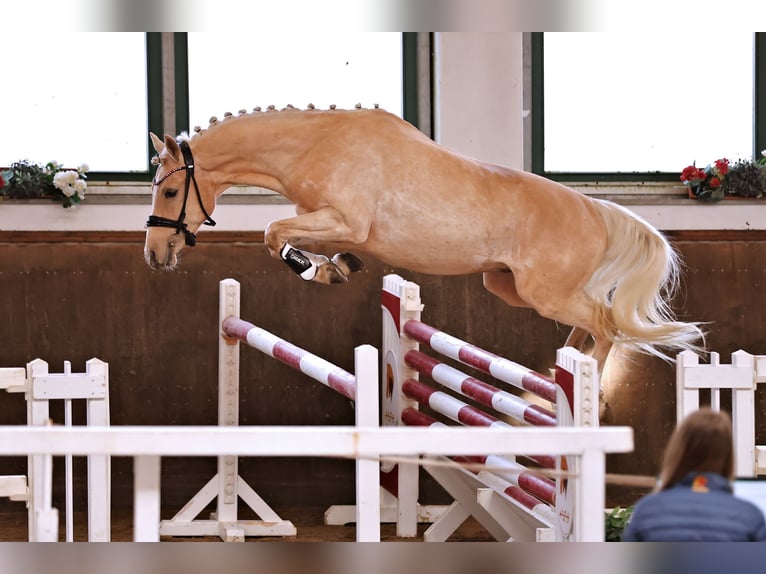 German Riding Pony Stallion 3 years 14.1 hh Palomino in Kietz