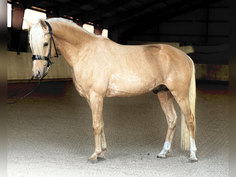 German Riding Pony Stallion 3 years 14.1 hh Palomino in Kietz