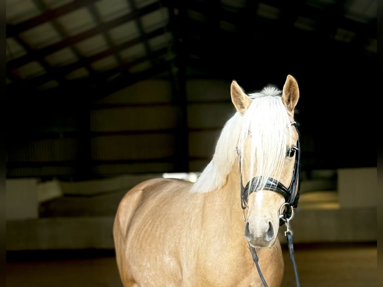 German Riding Pony Stallion 3 years 14.1 hh Palomino in Kietz