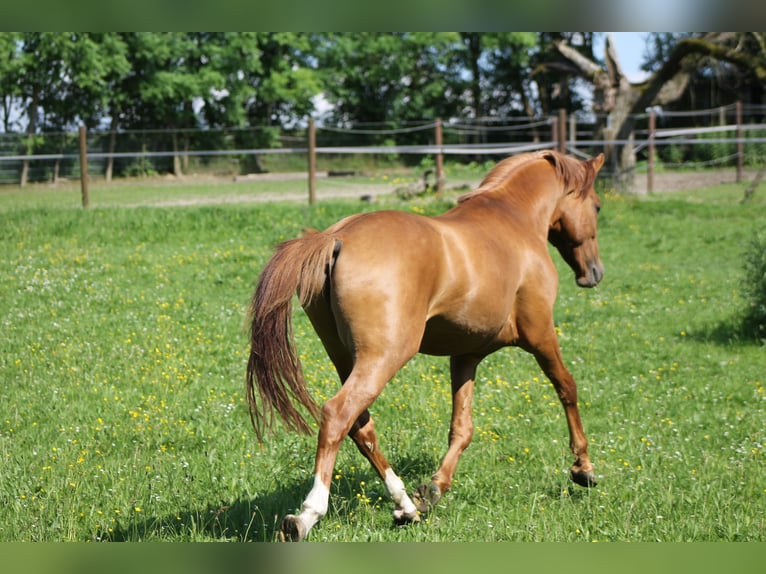 German Riding Pony Stallion 3 years 14,1 hh Red Dun in Mettmann