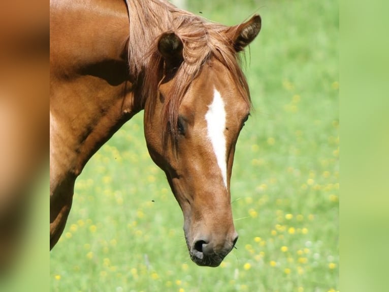 German Riding Pony Stallion 3 years 14,1 hh Red Dun in Mettmann