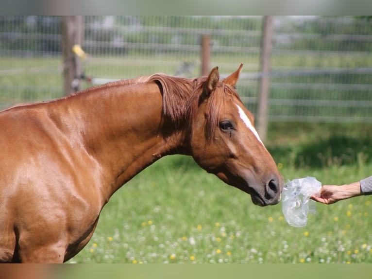 German Riding Pony Stallion 3 years 14,1 hh Red Dun in Mettmann