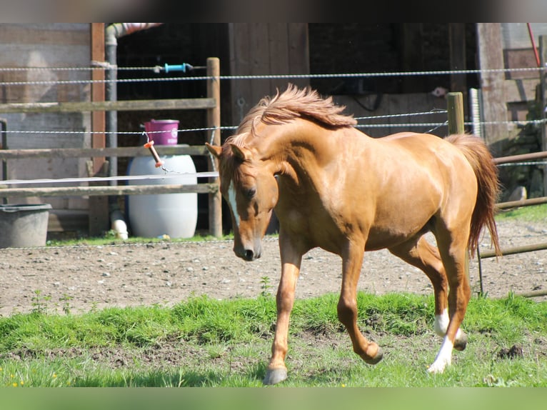 German Riding Pony Stallion 3 years 14,1 hh Red Dun in Mettmann