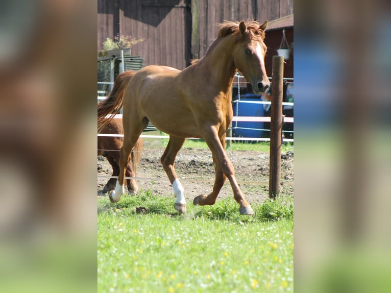 German Riding Pony Stallion 3 years 14,1 hh Red Dun in Mettmann