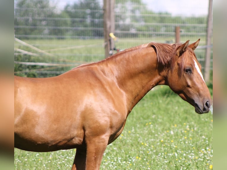 German Riding Pony Stallion 3 years 14,1 hh Red Dun in Mettmann