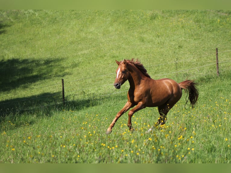 German Riding Pony Stallion 3 years 14,1 hh Red Dun in Mettmann