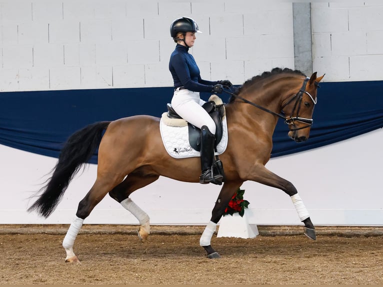 German Riding Pony Stallion 3 years 14,2 hh Brown in Marsberg