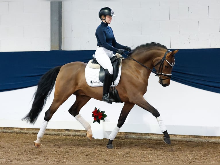 German Riding Pony Stallion 3 years 14,2 hh Brown in Marsberg