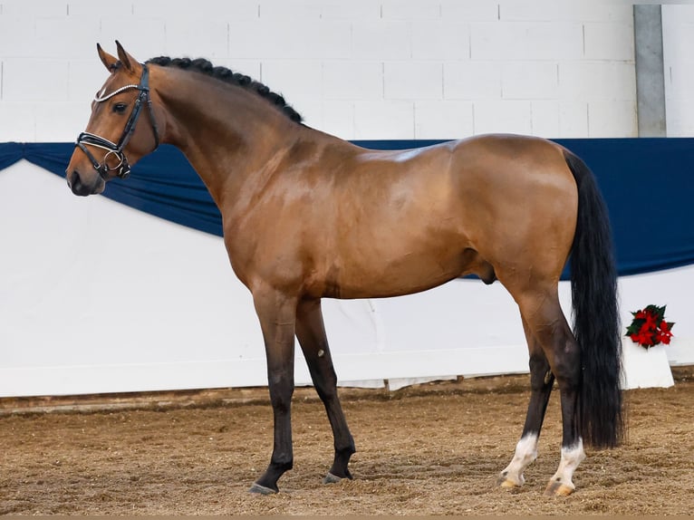 German Riding Pony Stallion 3 years 14,2 hh Brown in Marsberg