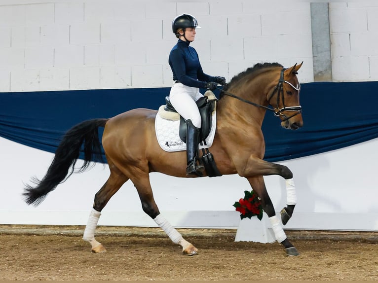 German Riding Pony Stallion 3 years 14,2 hh Brown in Marsberg