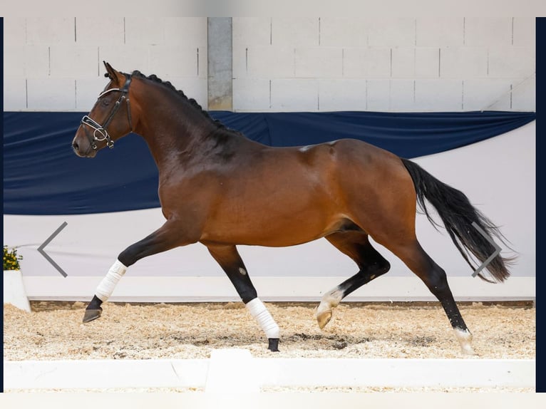 German Riding Pony Stallion 3 years 14,2 hh Brown in Aeugst am Albis