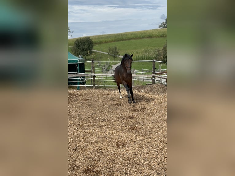 German Riding Pony Stallion 3 years 14,2 hh Brown in Aeugst am Albis