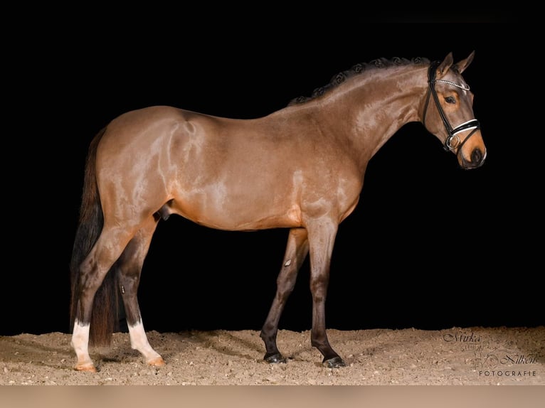 German Riding Pony Stallion 3 years 14,2 hh Buckskin in Vettweiß