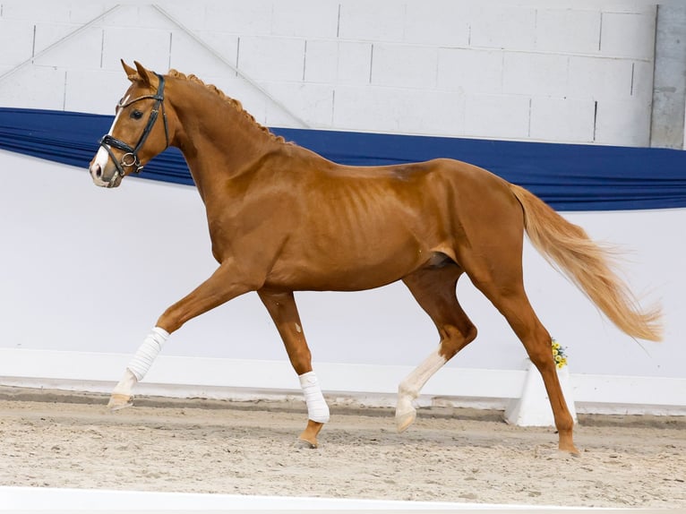 German Riding Pony Stallion 3 years 14.2 hh Chestnut-Red in Marsberg