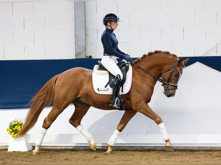 German Riding Pony Stallion 3 years 14,2 hh Chestnut-Red in Marsberg