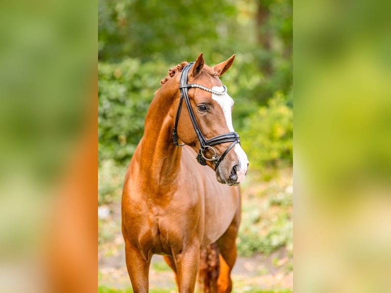 German Riding Pony Stallion 3 years 14.2 hh Chestnut-Red in Friesoythe