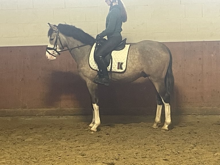 German Riding Pony Stallion 3 years 14,2 hh Dun in Wipperfürth