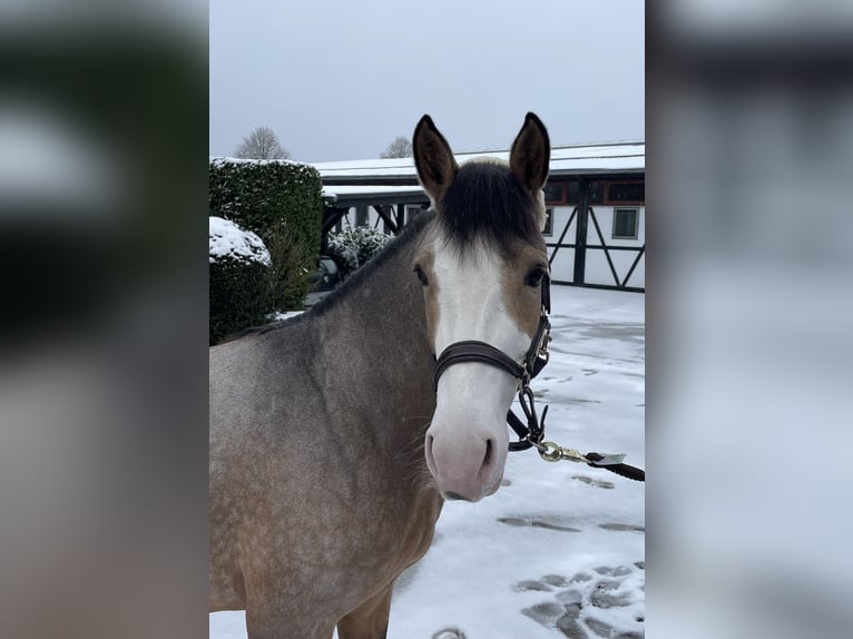 German Riding Pony Stallion 3 years 14,2 hh Dun in Wipperfürth