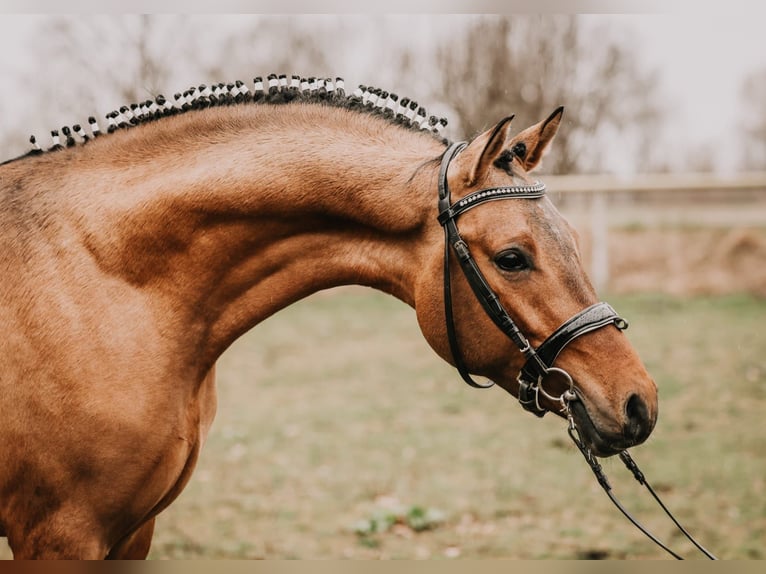 German Riding Pony Stallion 3 years 14,2 hh Dun in Meinersen