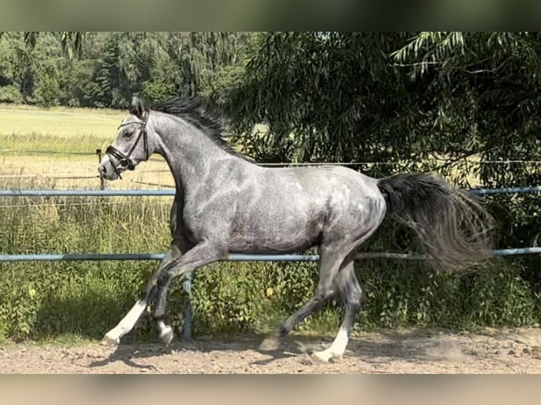 German Riding Pony Stallion 3 years 14,2 hh Gray in Liptitz