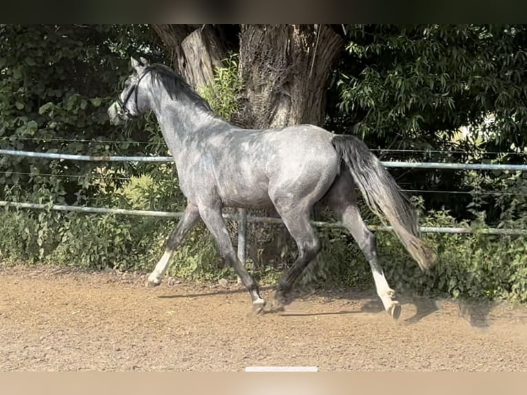 German Riding Pony Stallion 3 years 14,2 hh Gray in Liptitz