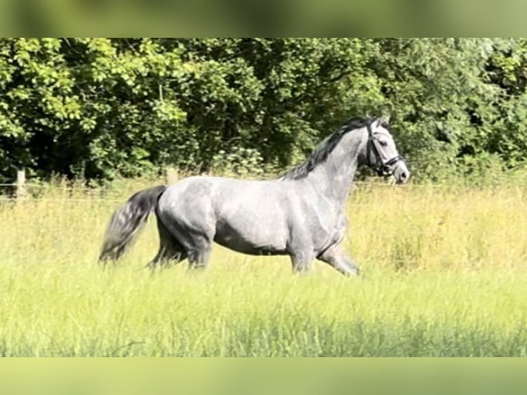 German Riding Pony Stallion 3 years 14,2 hh Gray in Liptitz