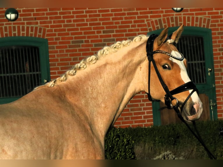 German Riding Pony Stallion 3 years 14,2 hh Palomino in Rehburg-Loccum Münchehagen