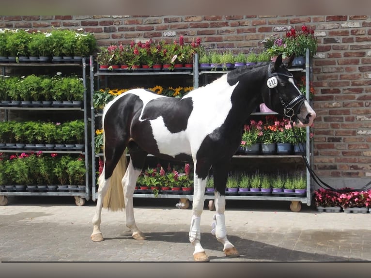 German Riding Pony Stallion 3 years 14.2 hh Pinto in Gevenbroich