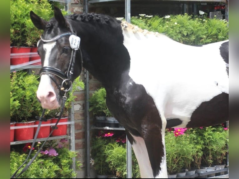 German Riding Pony Stallion 3 years 14.2 hh Pinto in Gevenbroich