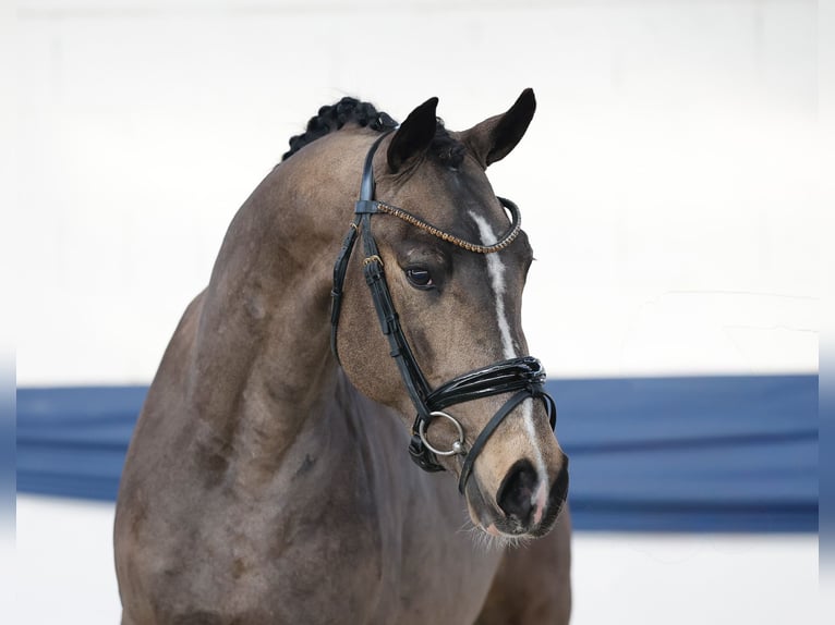 German Riding Pony Stallion 3 years 14.3 hh Dun in Marsberg