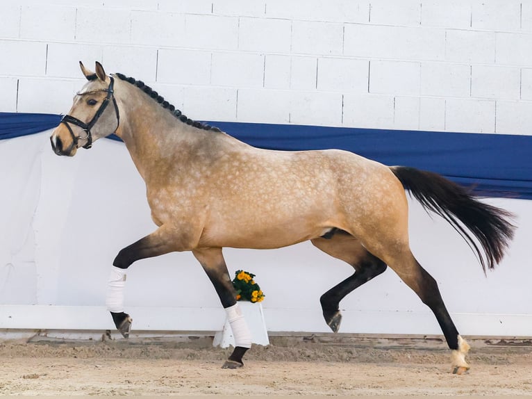 German Riding Pony Stallion 3 years 14.3 hh Dun in Marsberg
