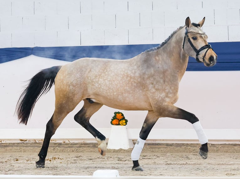German Riding Pony Stallion 3 years 14.3 hh Dun in Marsberg
