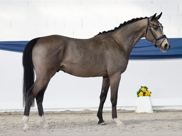German Riding Pony Stallion 3 years 14.3 hh Dun in Marsberg