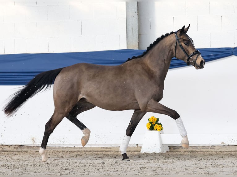 German Riding Pony Stallion 3 years 14.3 hh Dun in Marsberg