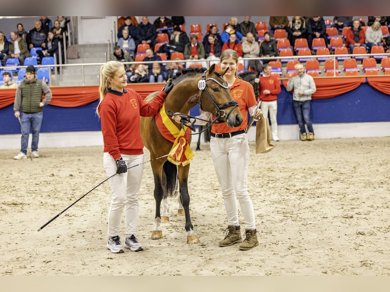 German Riding Pony Stallion 3 years 14 hh Brown in Neuenkirchen-Vörden
