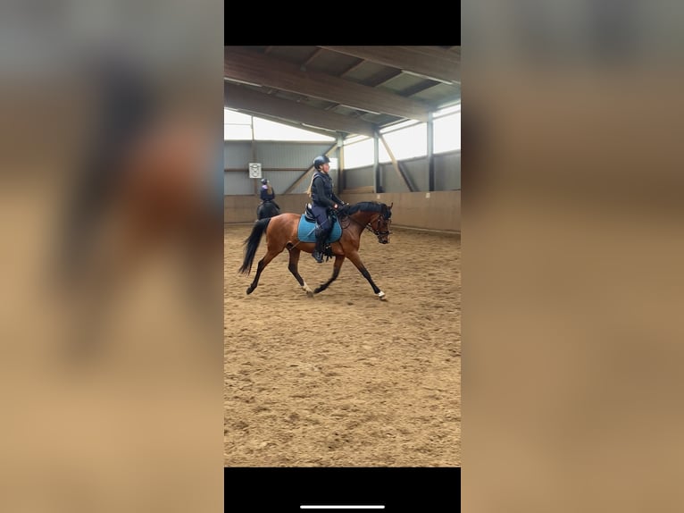 German Riding Pony Stallion 3 years 14 hh Brown in Engelbrechtsche Wildnis