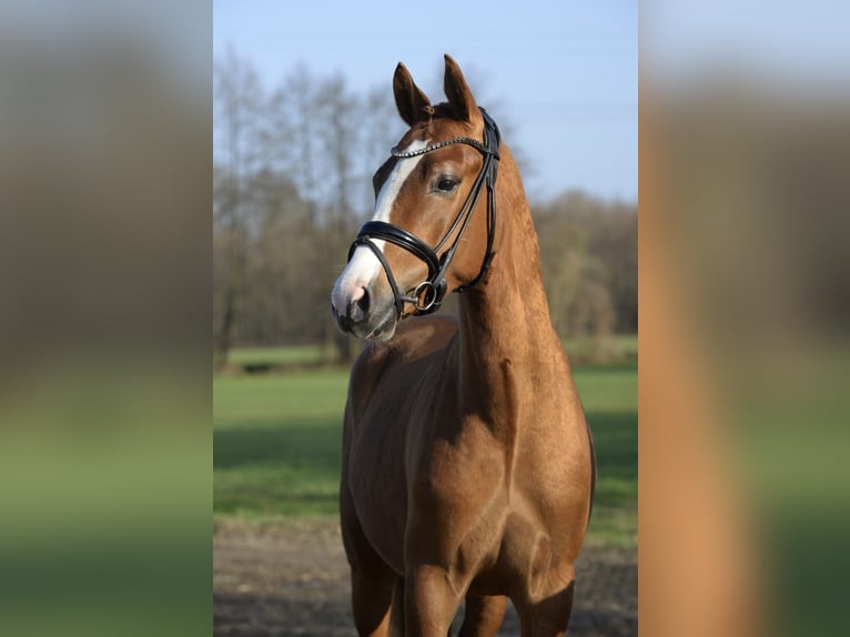 German Riding Pony Stallion 3 years 14 hh Chestnut in Verl